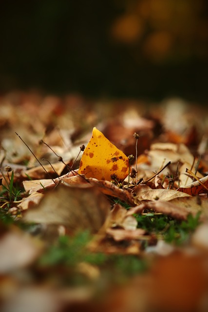 图片报：戴维斯即将复出，穆西亚拉预计明年初回归